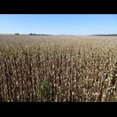 In Tschechien wird viel Mohn gegessen, entsprechend viele Mohnfelder gibt es